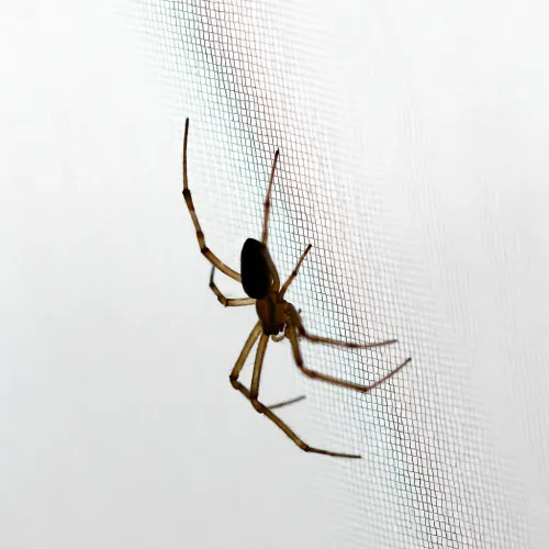 white bed net
